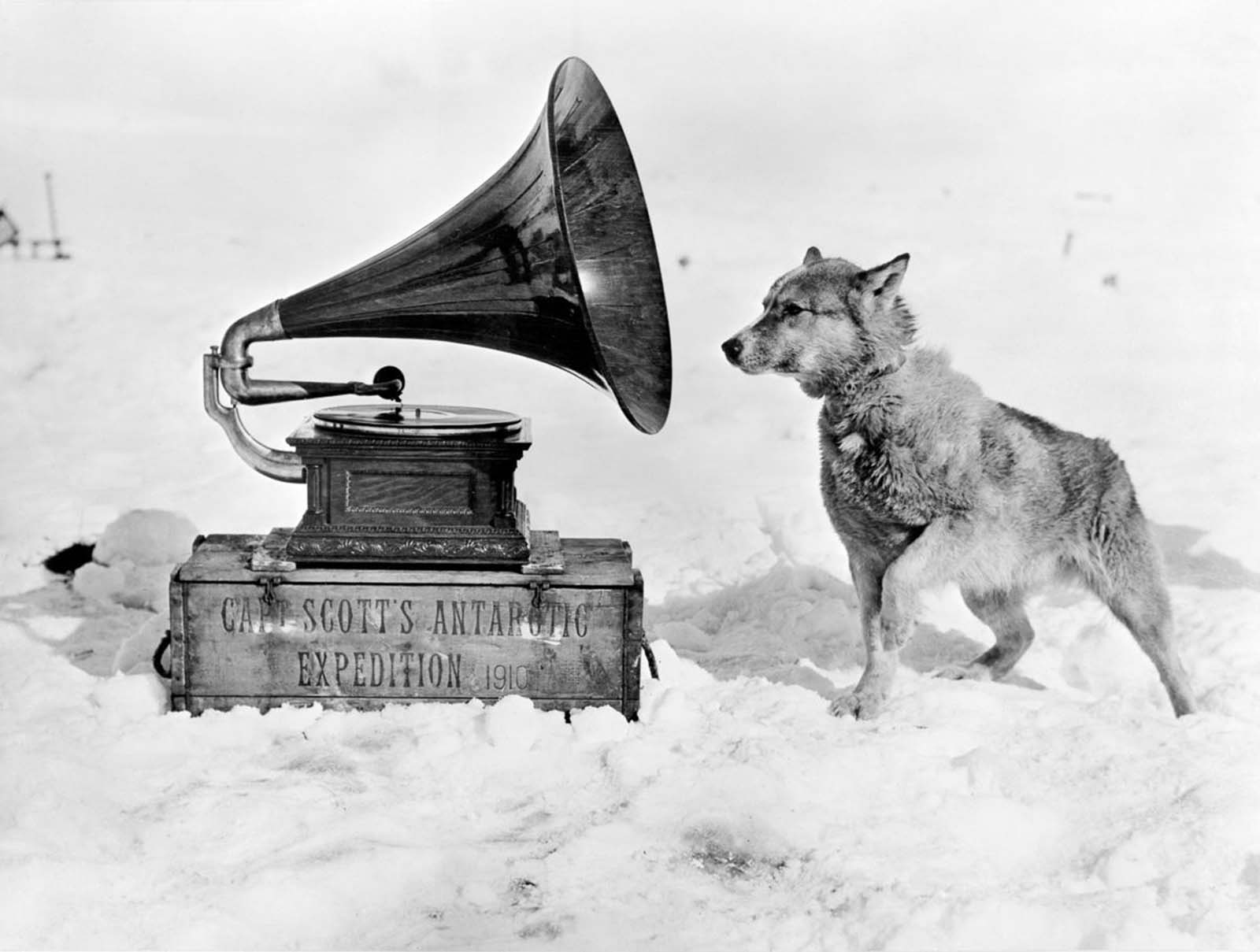 Chris the sled dog listens to a gramophone. 1911.