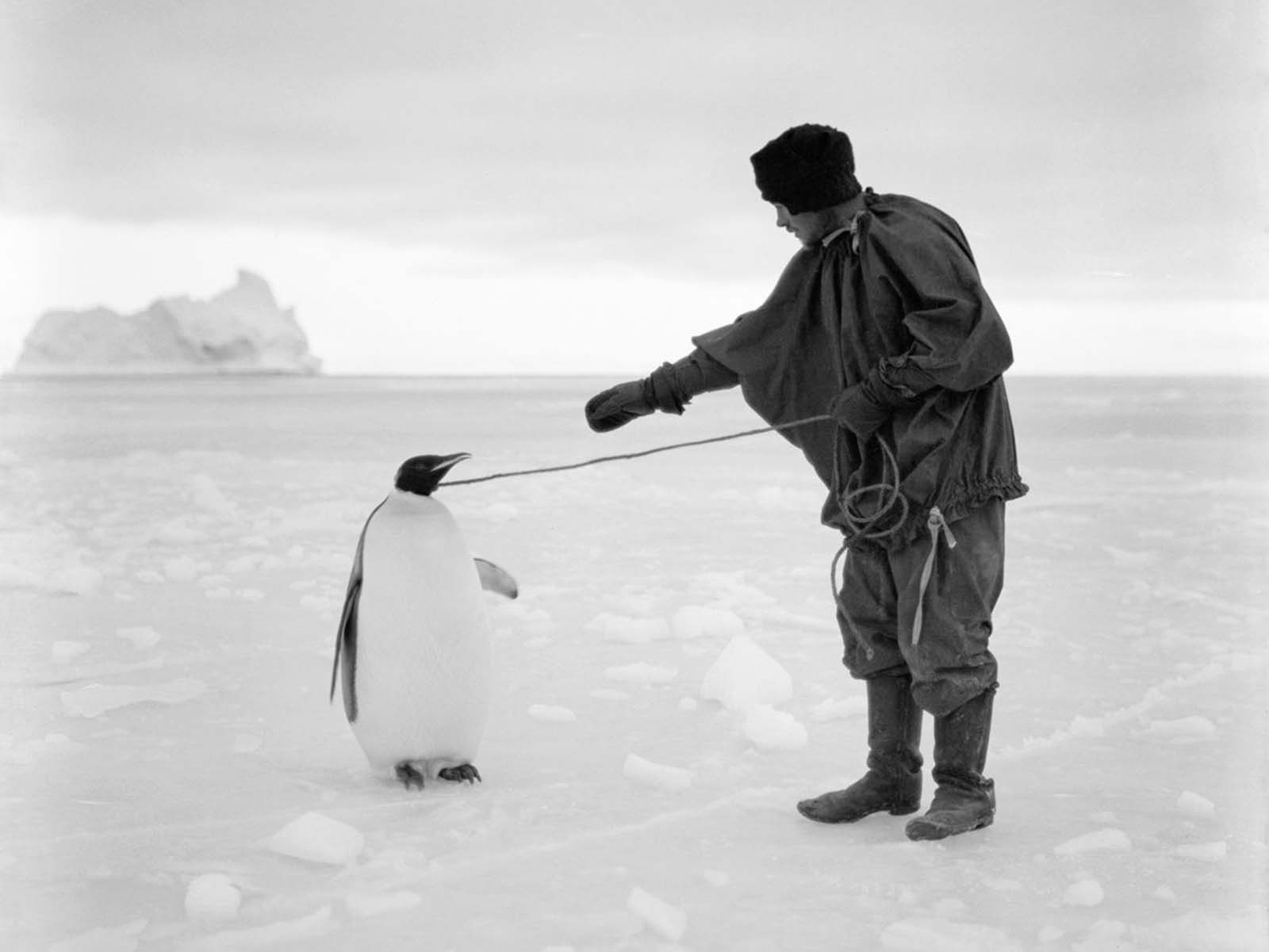 Expedition cook Thomas Clissold leads an Emperor penguin by a rope. April 1, 1911.