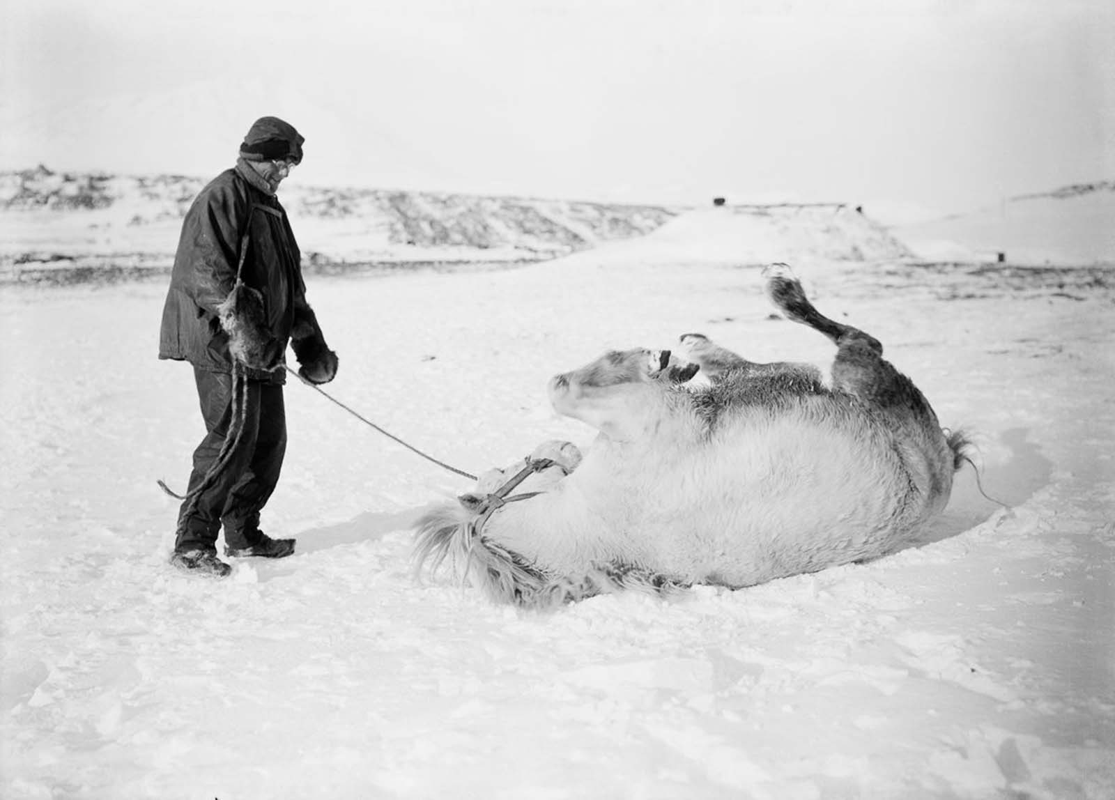 Apsley Cherry-Garrard looks on as Michael the pony rolls in the snow. October, 1911.