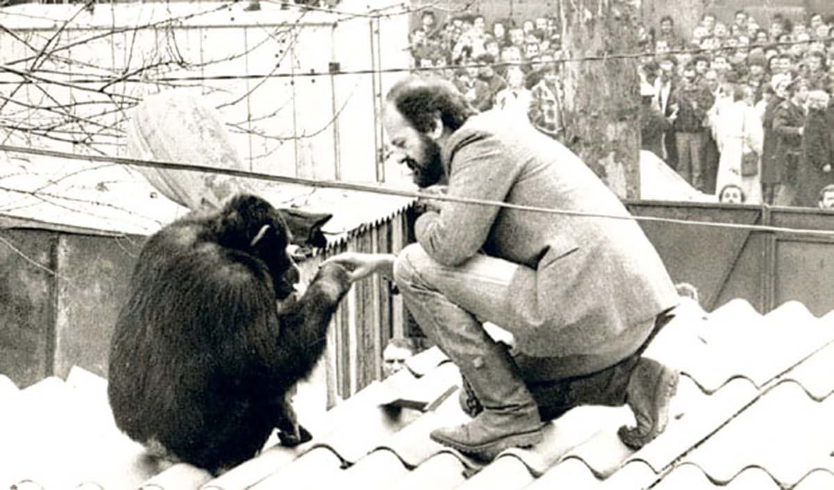 sami chimpanzee vuk bojovic