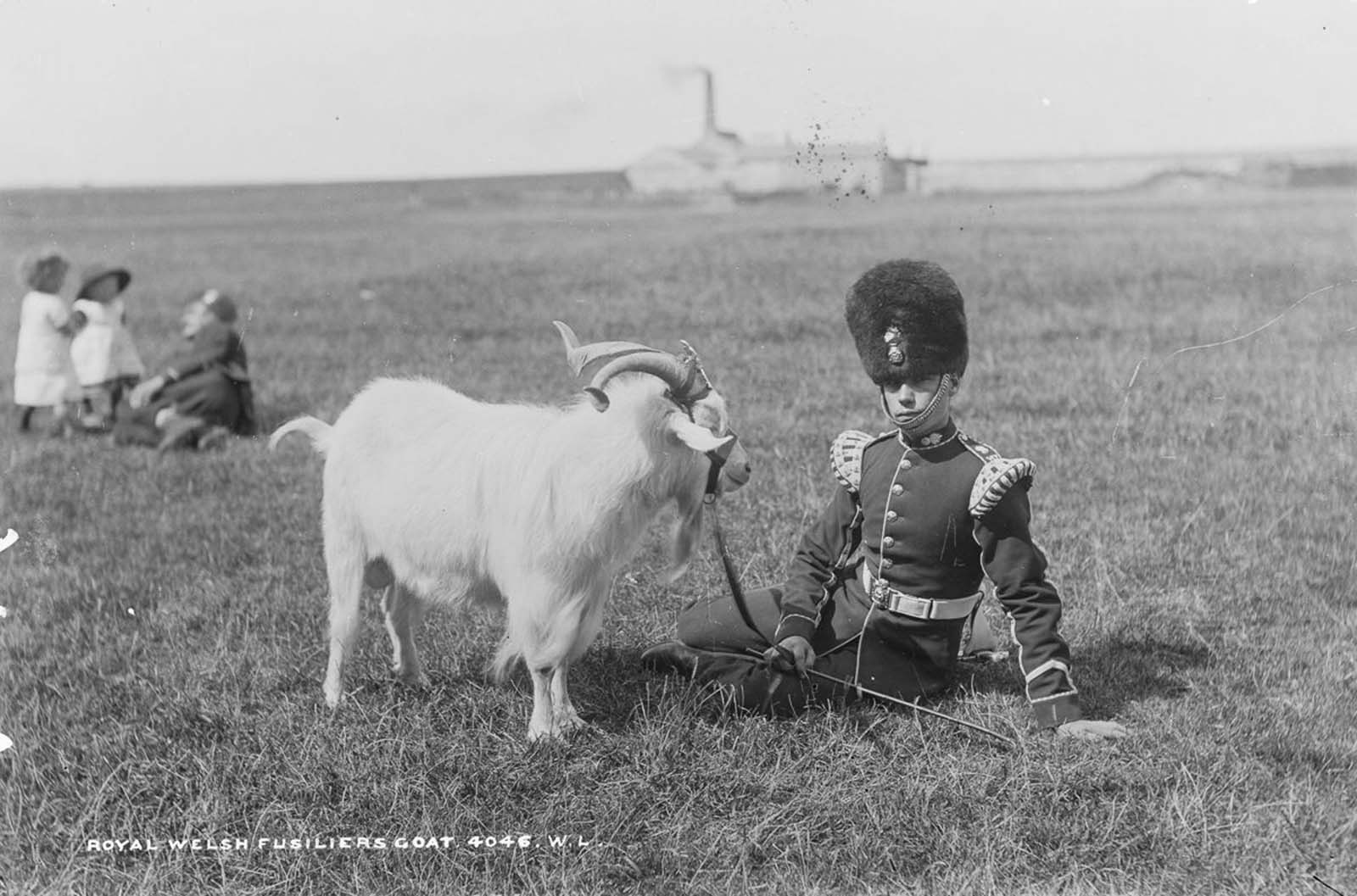 A Royal Welsh Fusilier with the Regimental Goat, and his strap-on crest. 1887.