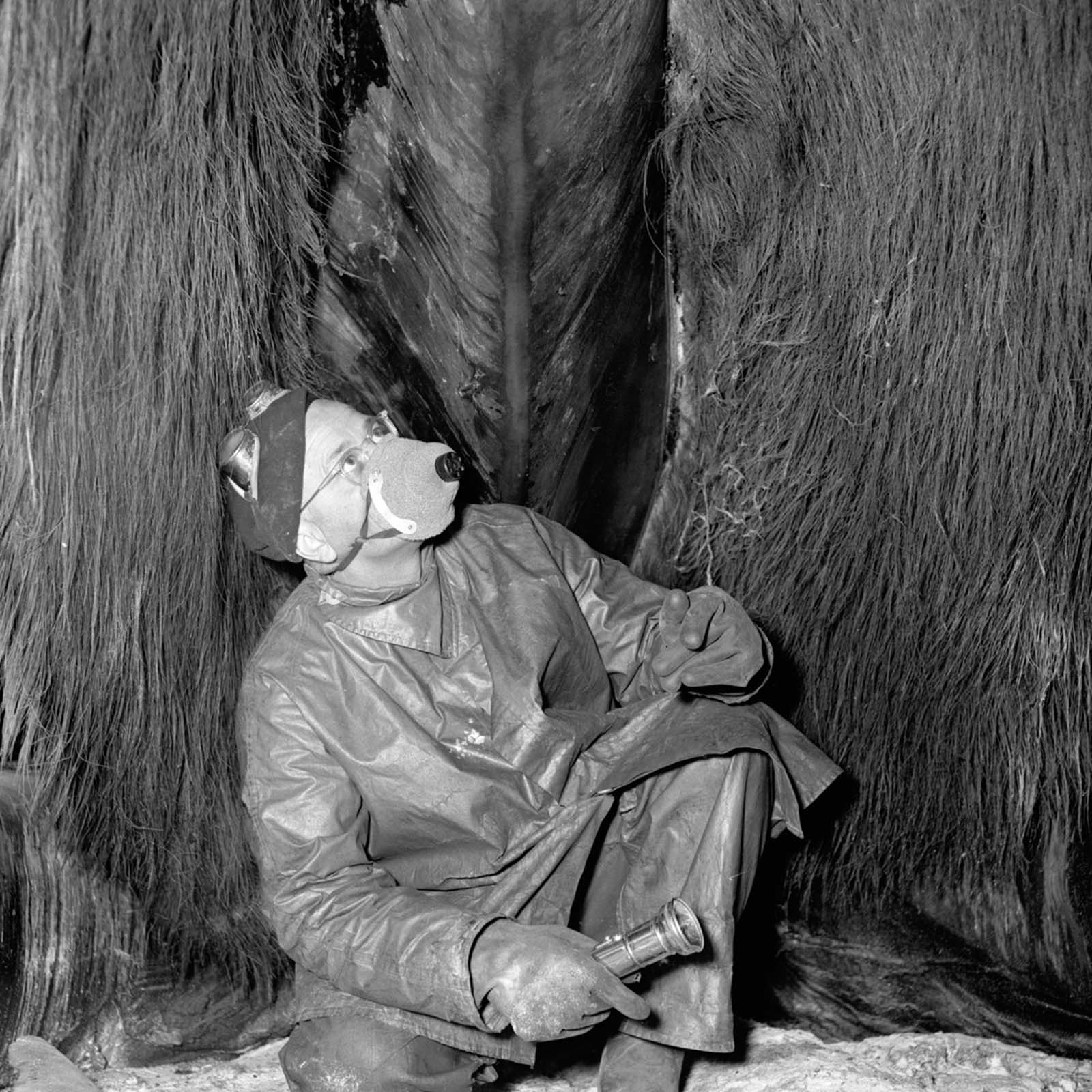 Dr. Rolf Heinriche inspects the inside of the whale's throat.