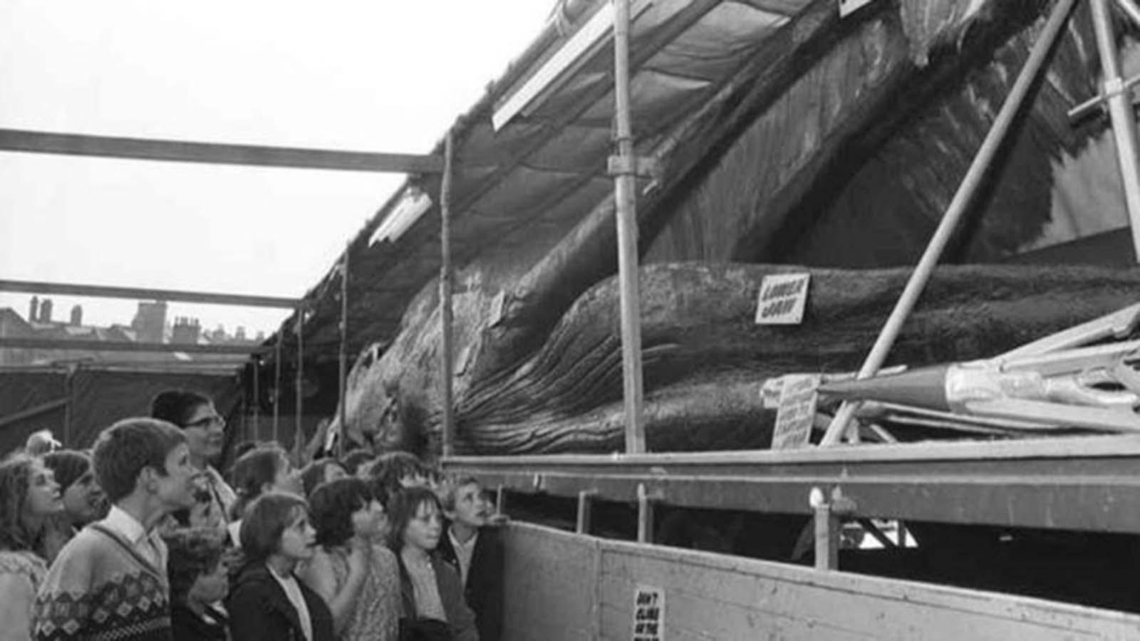  In an era of limited television, staring at a dead whale was seen as a good pastime.