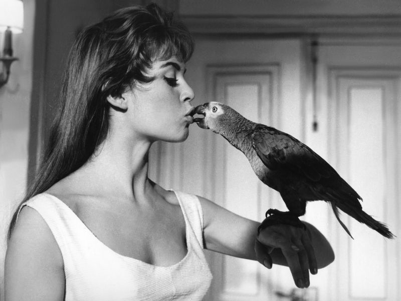 young brigitte bardot photos