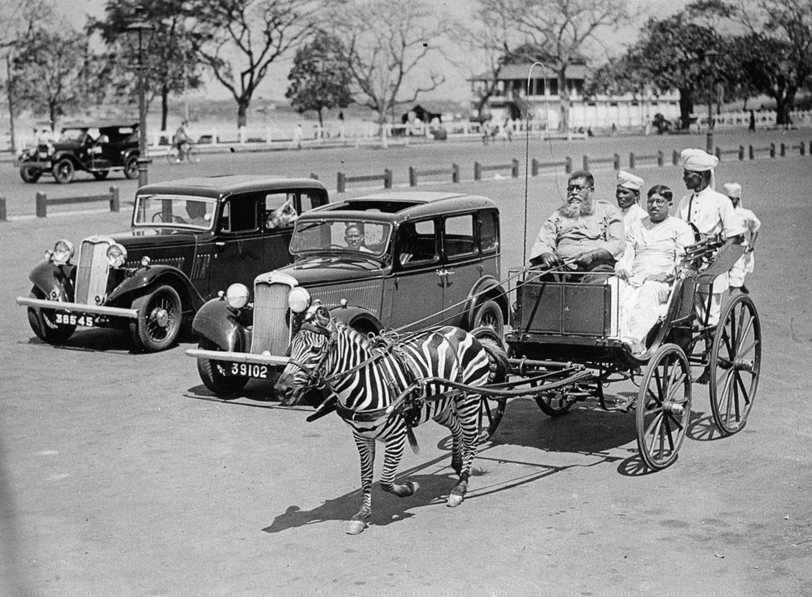 riding zebras photographs