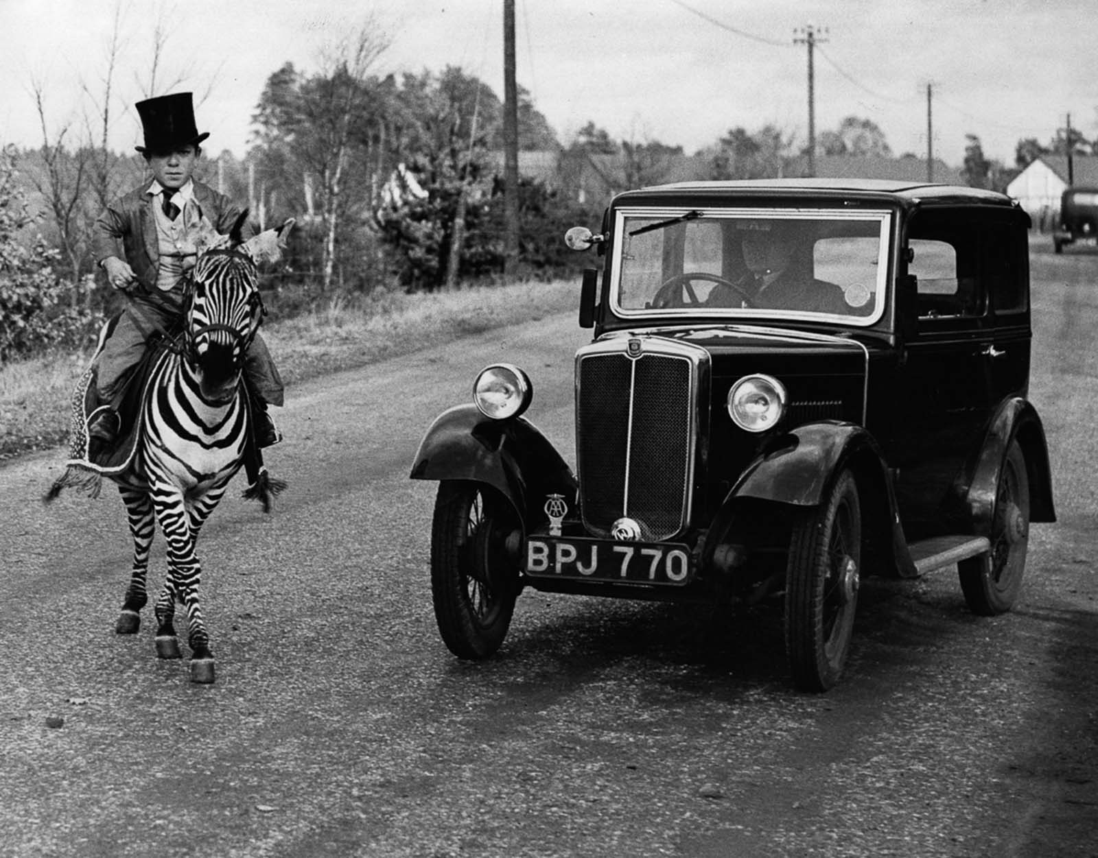 riding zebras photographs