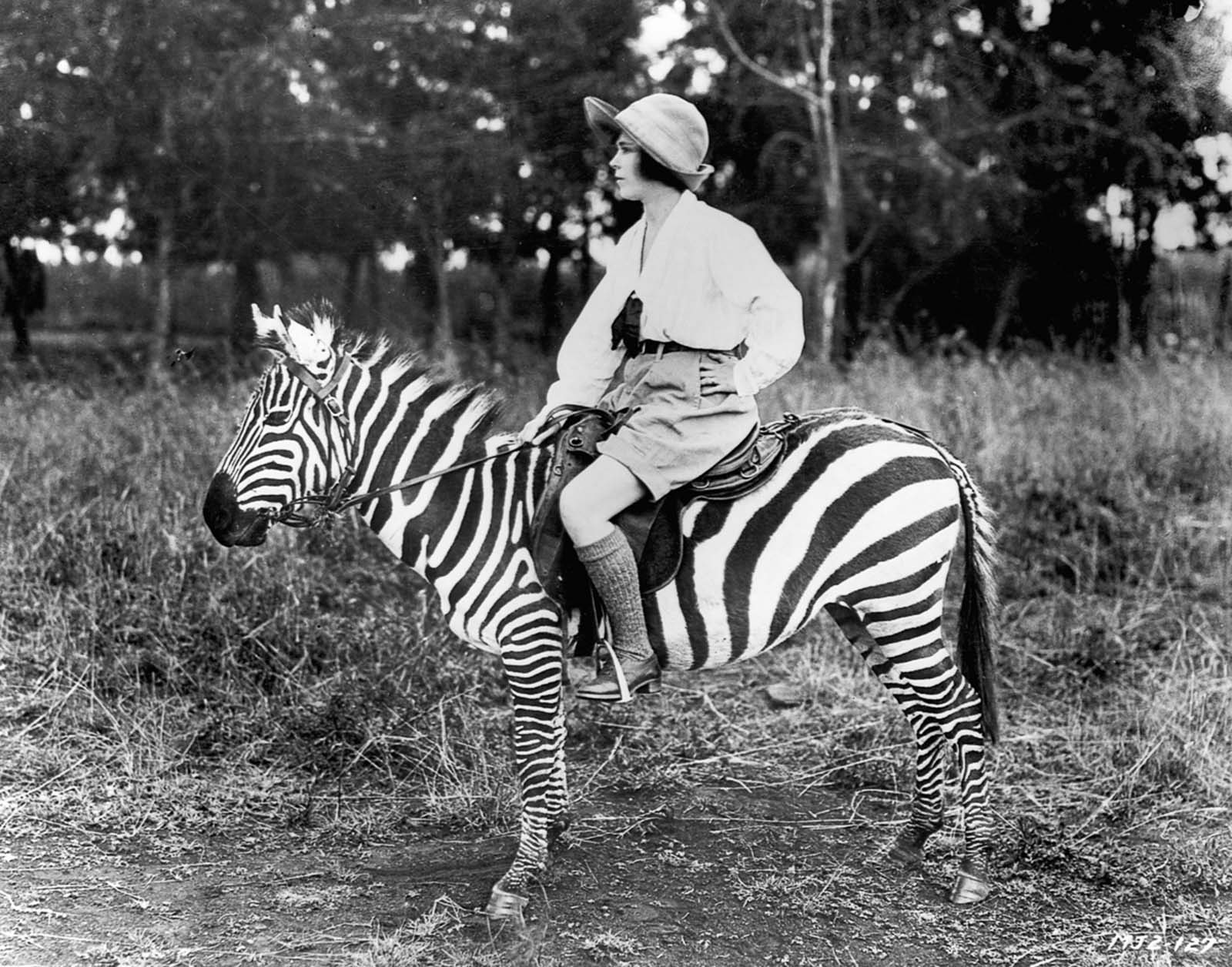 riding zebras photographs