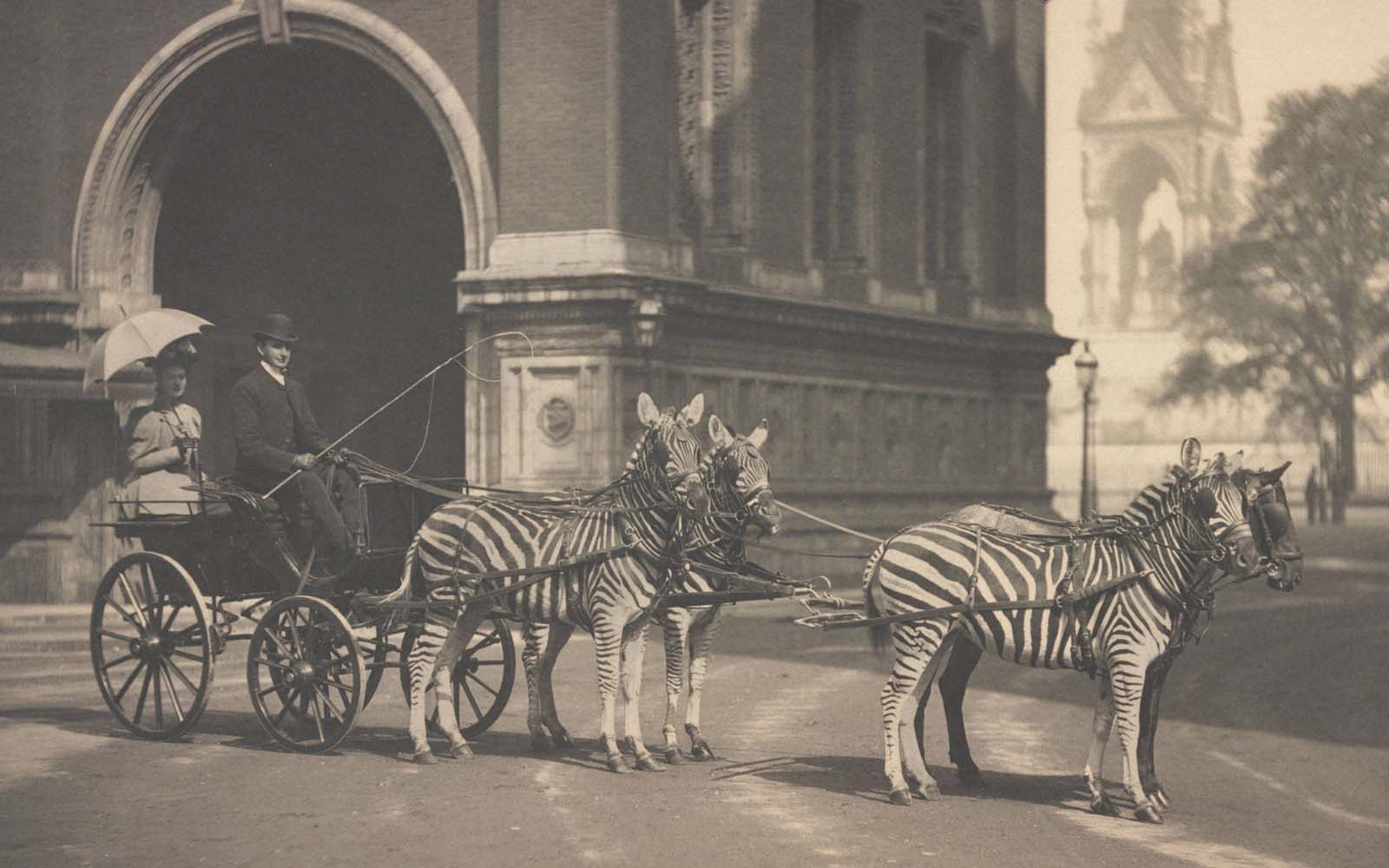 riding zebras photographs