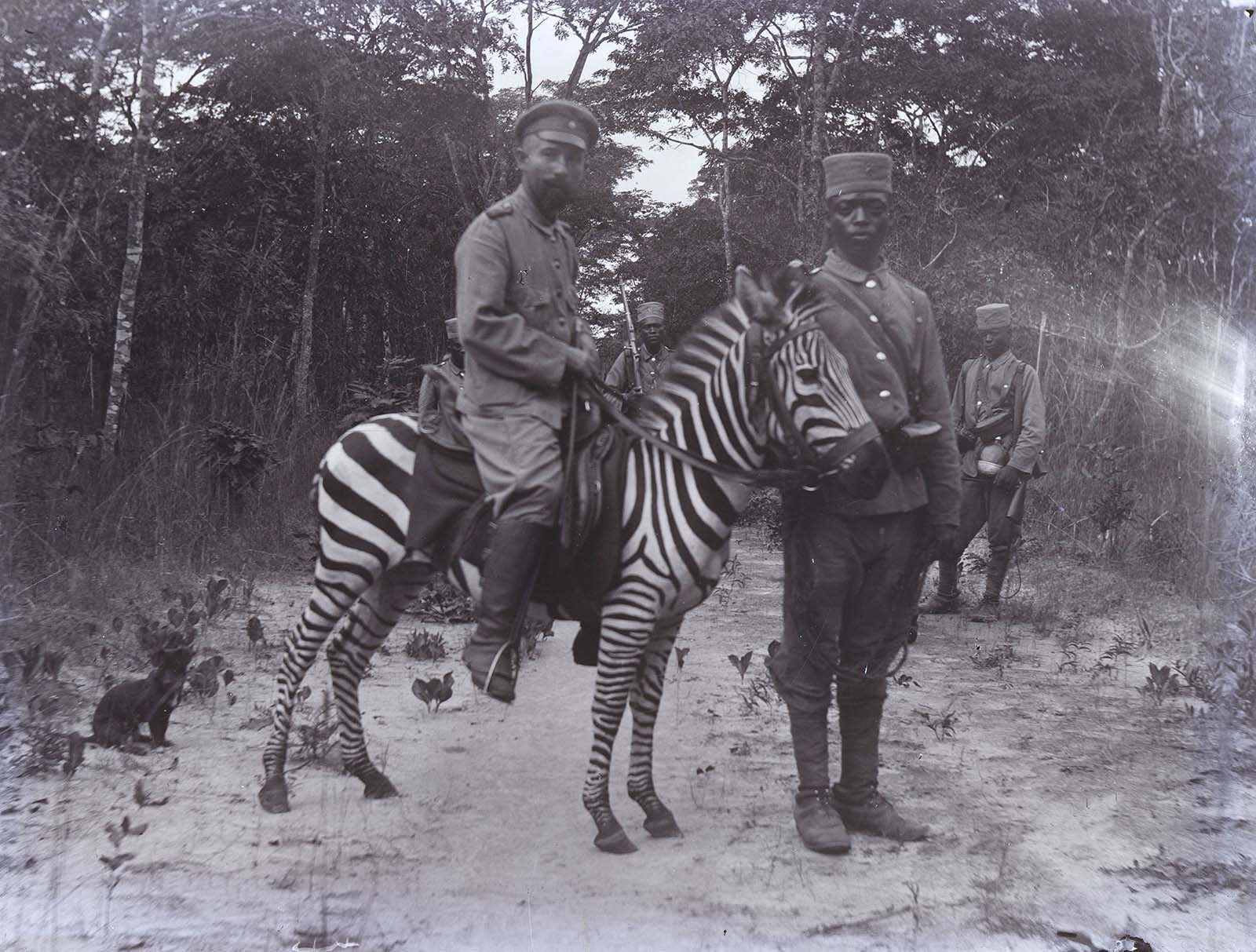 riding zebras photographs