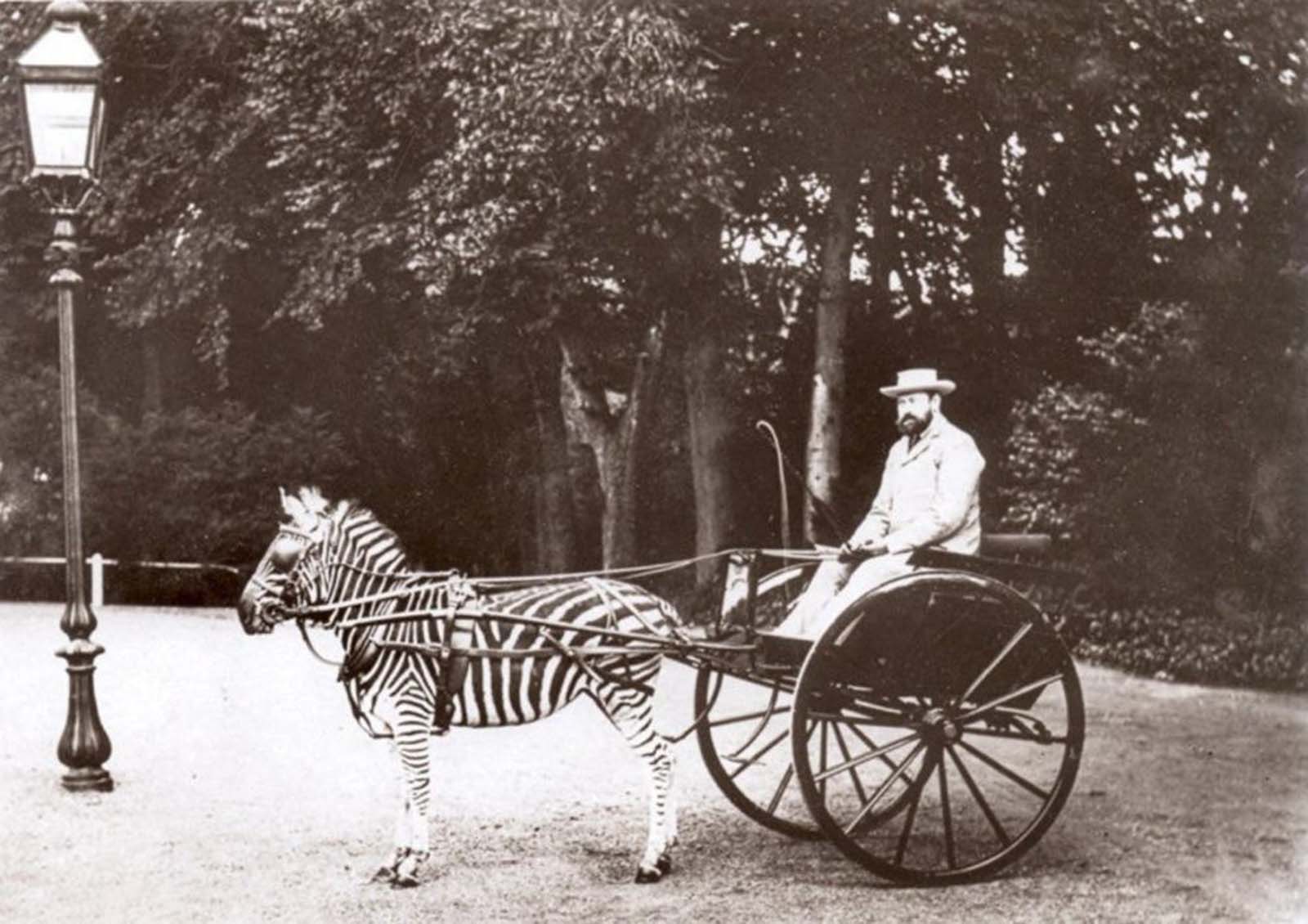 riding zebras photographs