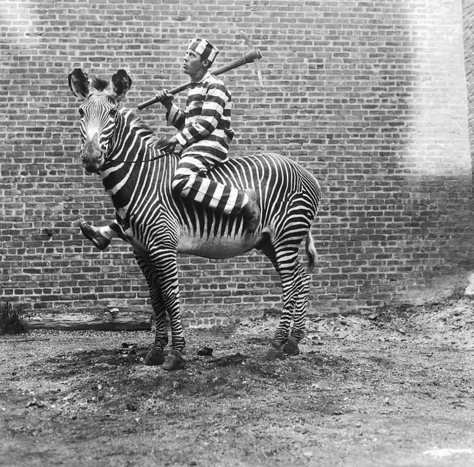 riding zebras photographs