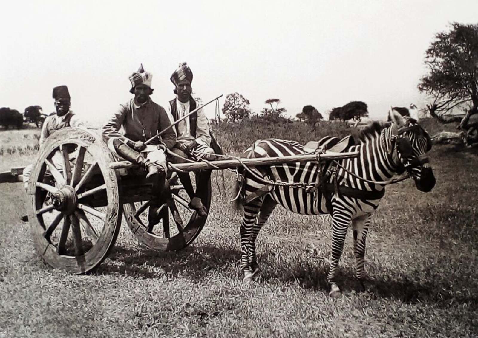 riding zebras photographs