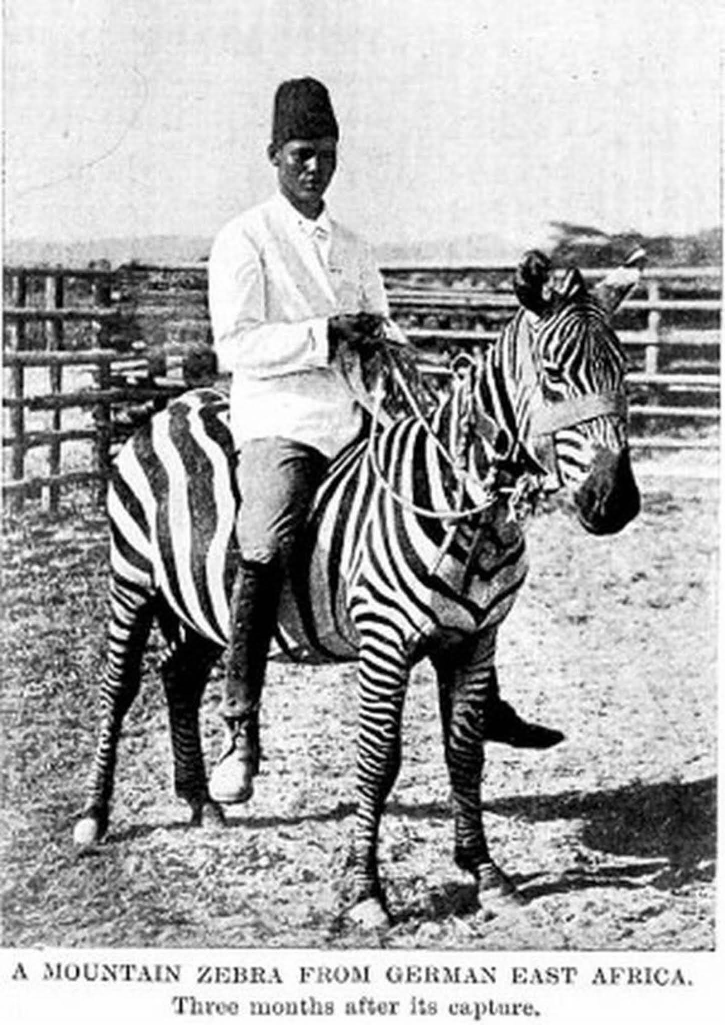 riding zebras photographs