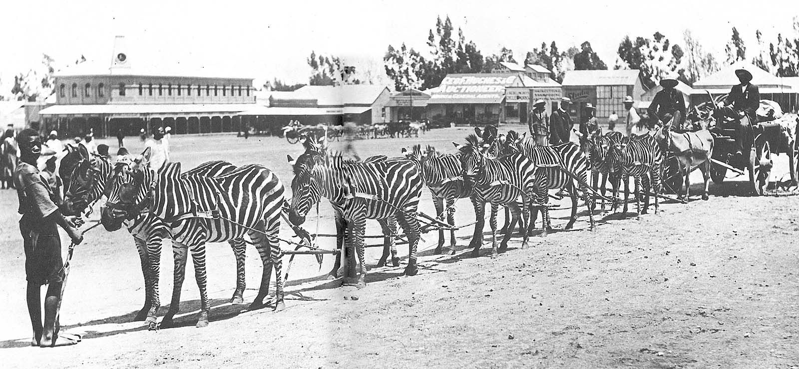 riding zebras photographs