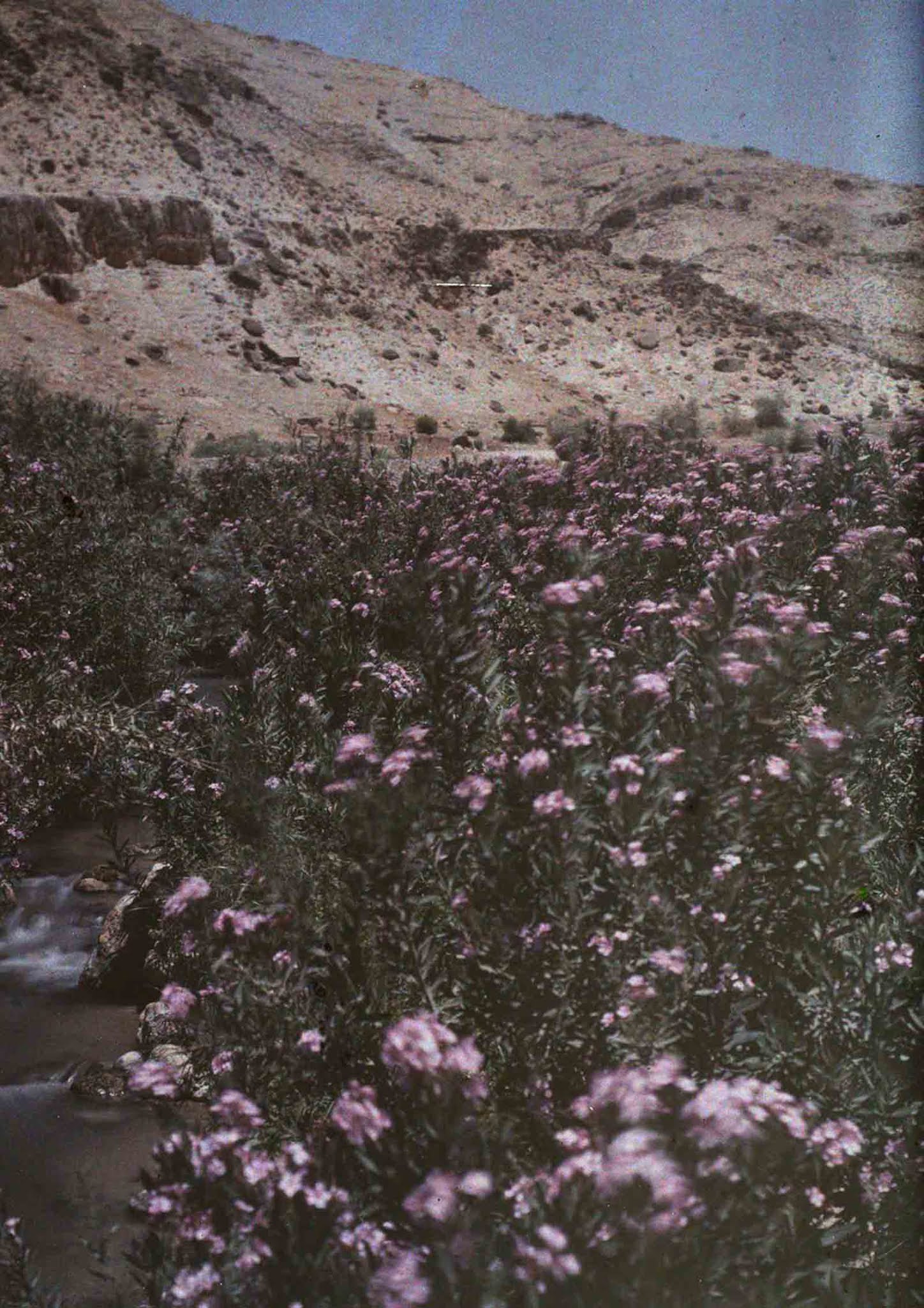 Petra Old Color Images