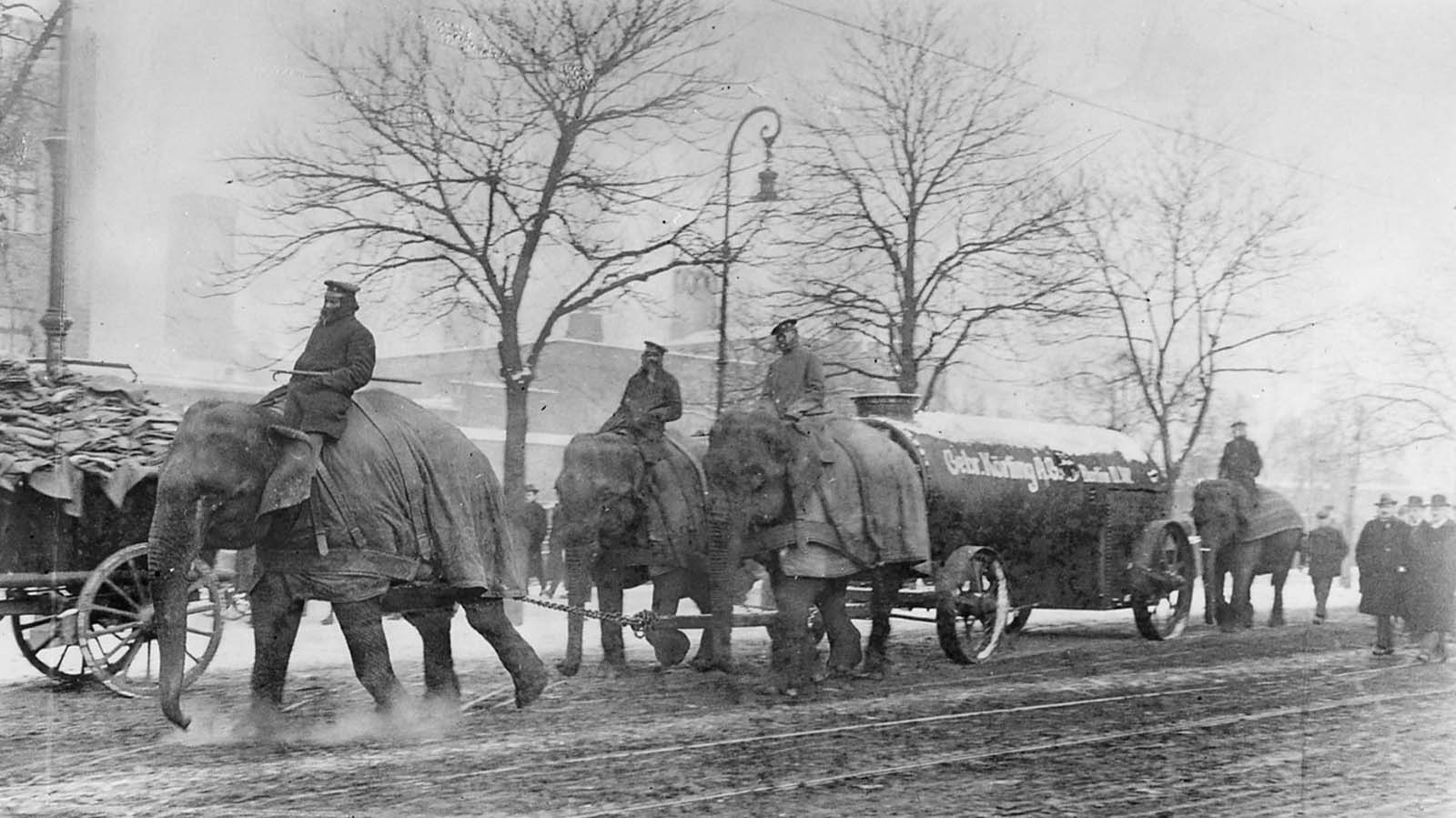 elephants in war
