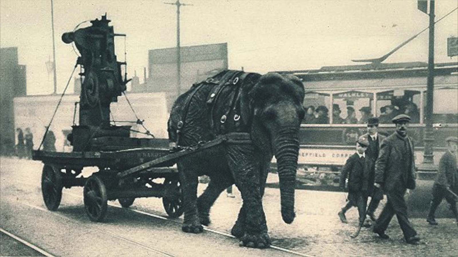 elephants in war