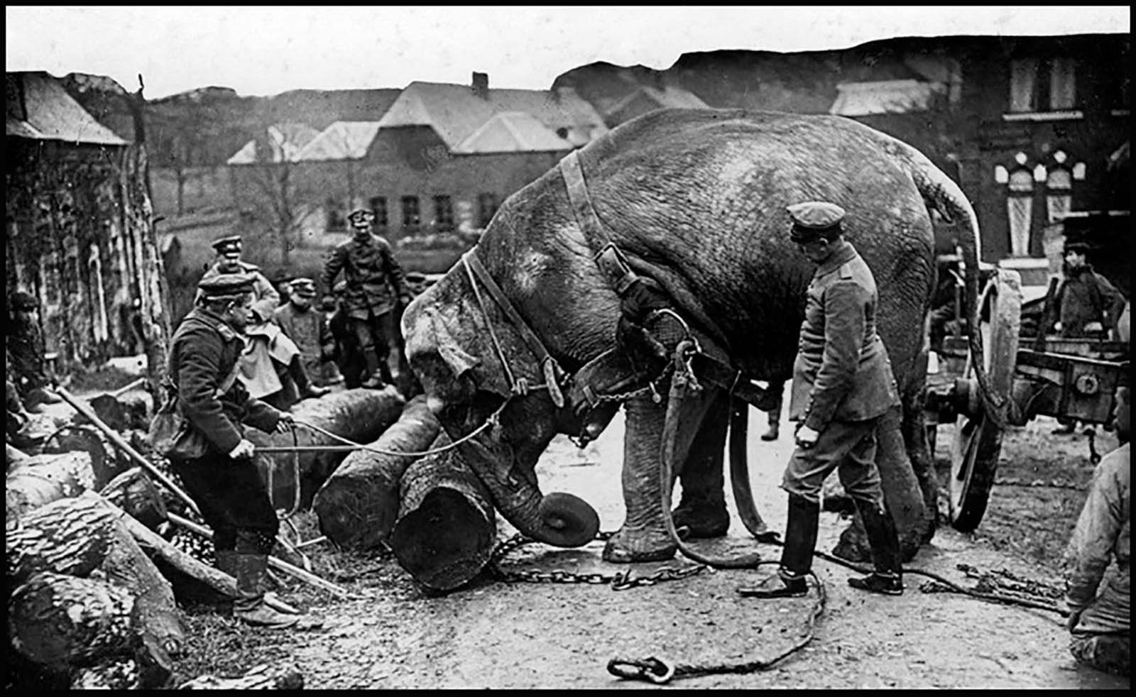 elephants in war