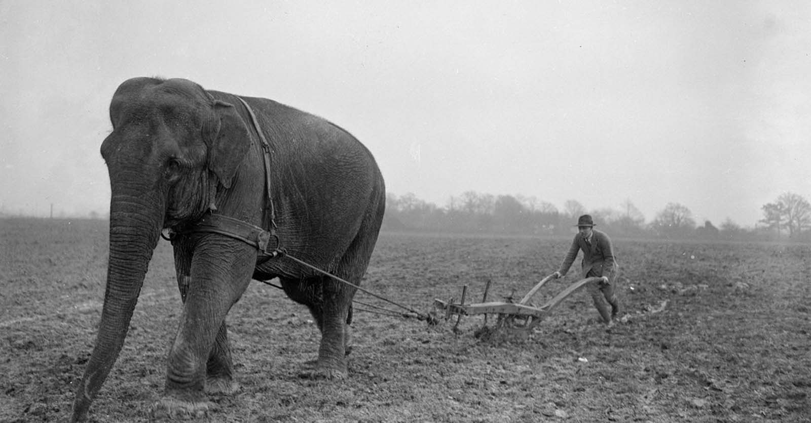 elephants in war