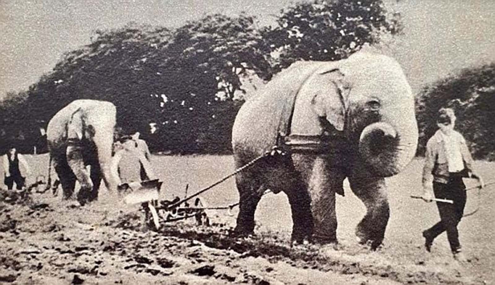 elephants in war