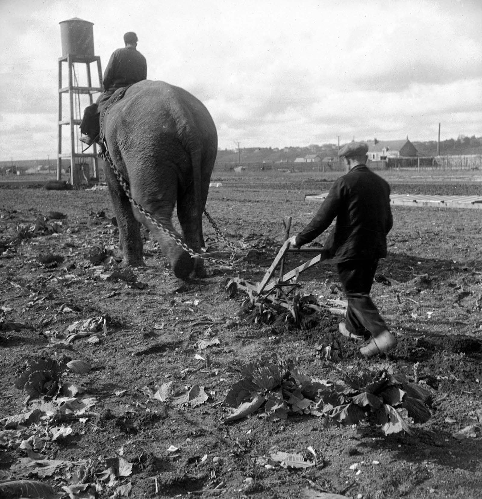 elephants in war