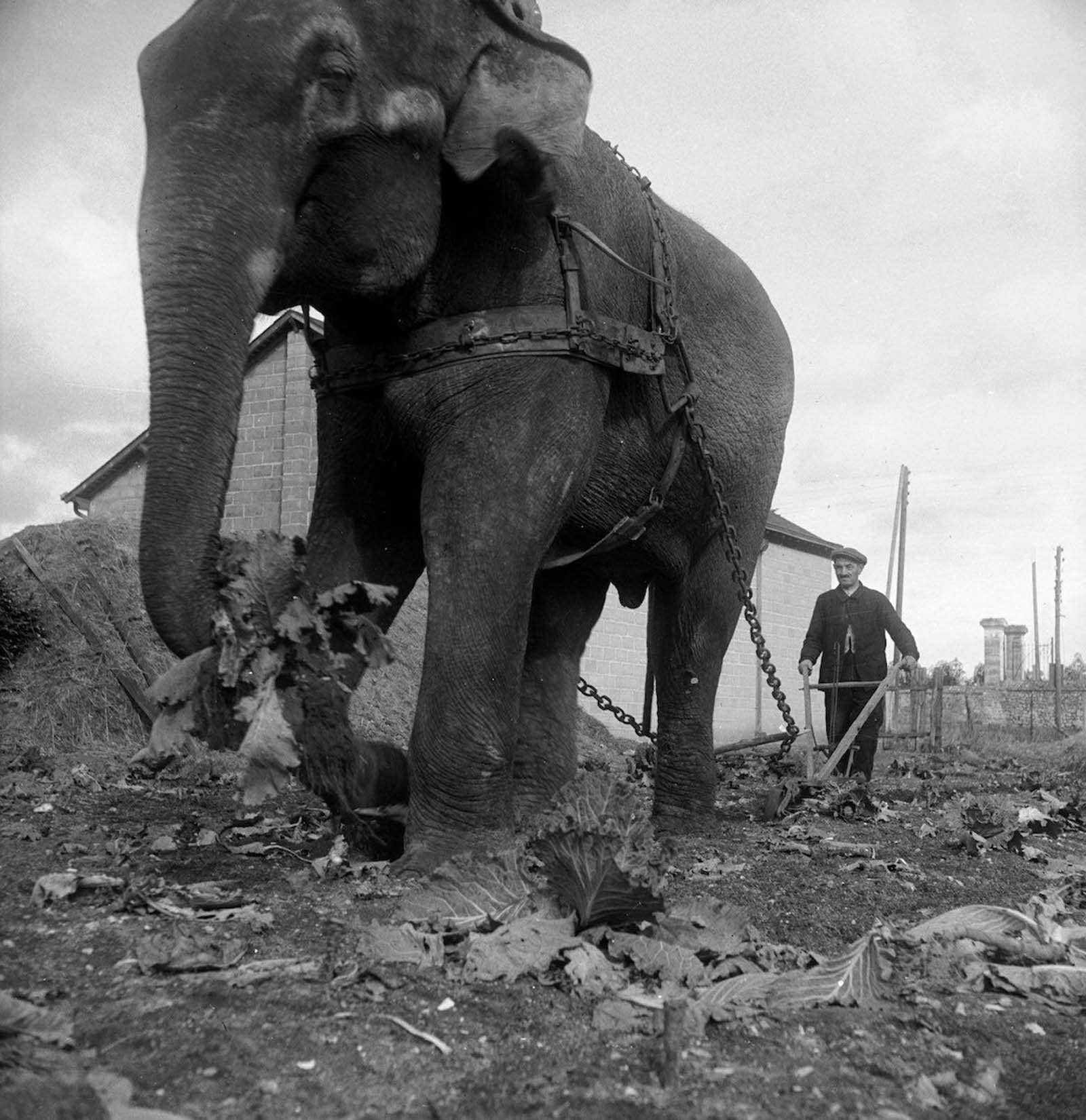 elephants in war