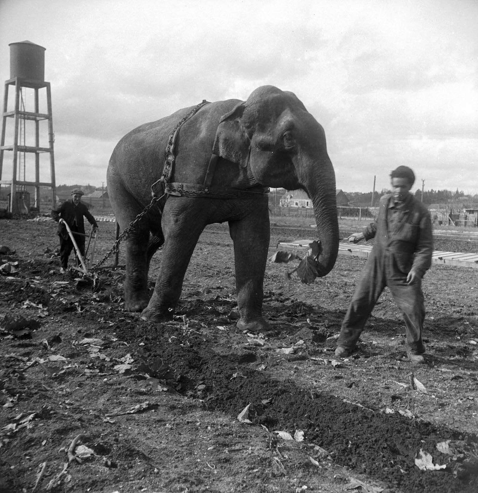 elephants in war