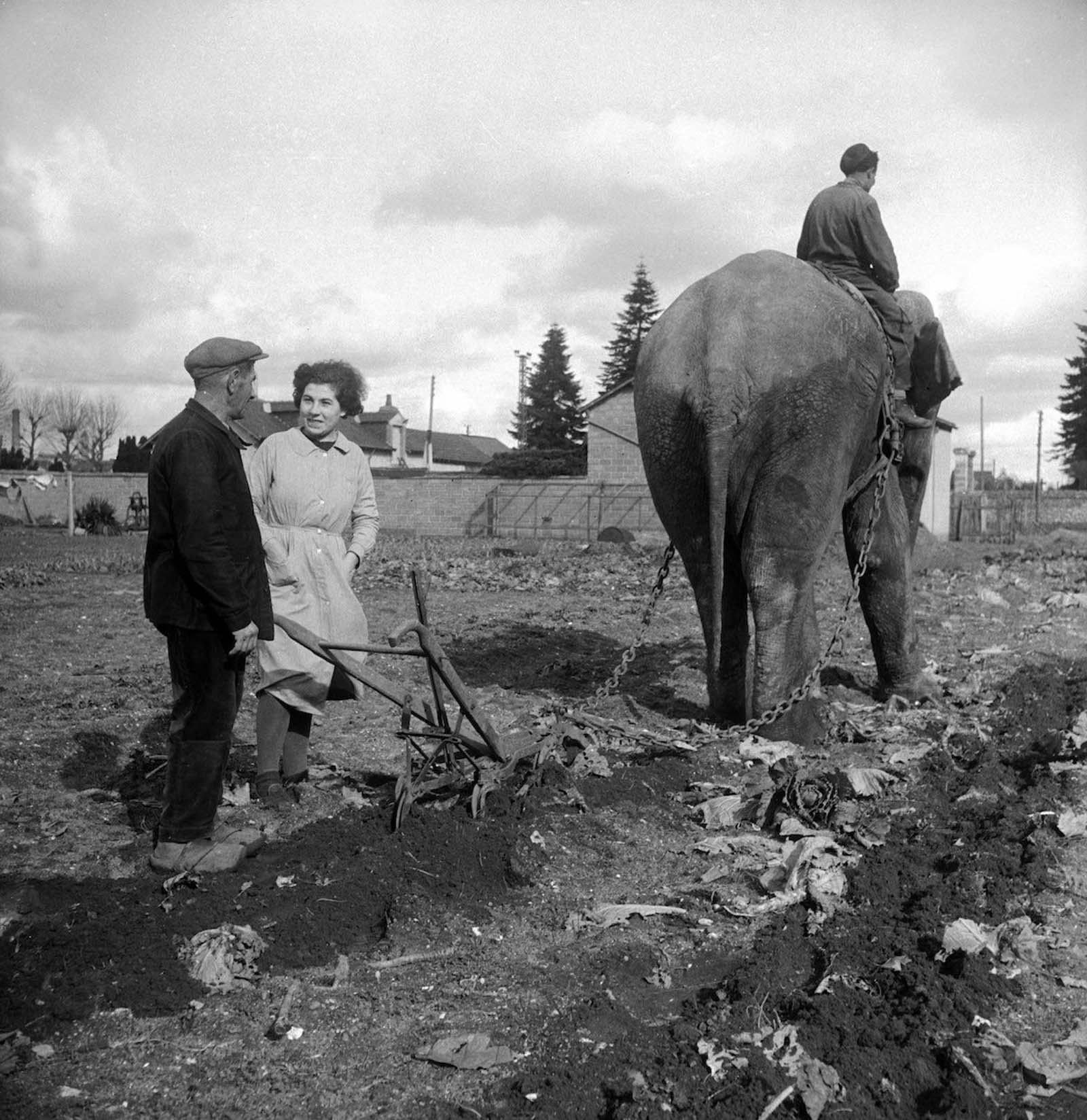 elephants in war