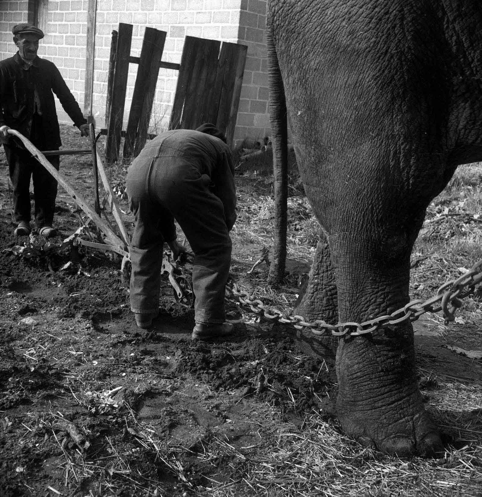 elephants in war
