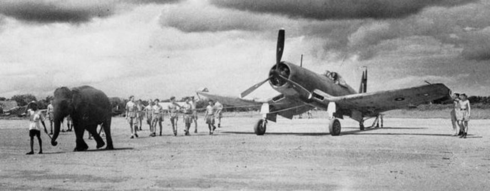 elephants in war