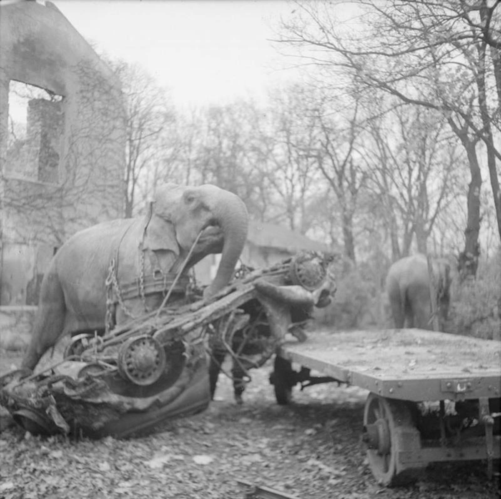 elephants in war