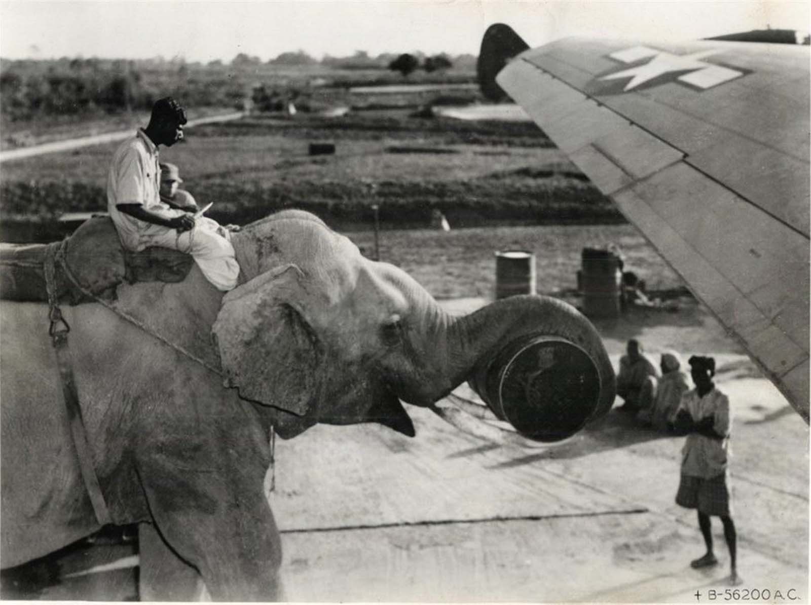 elephants in war