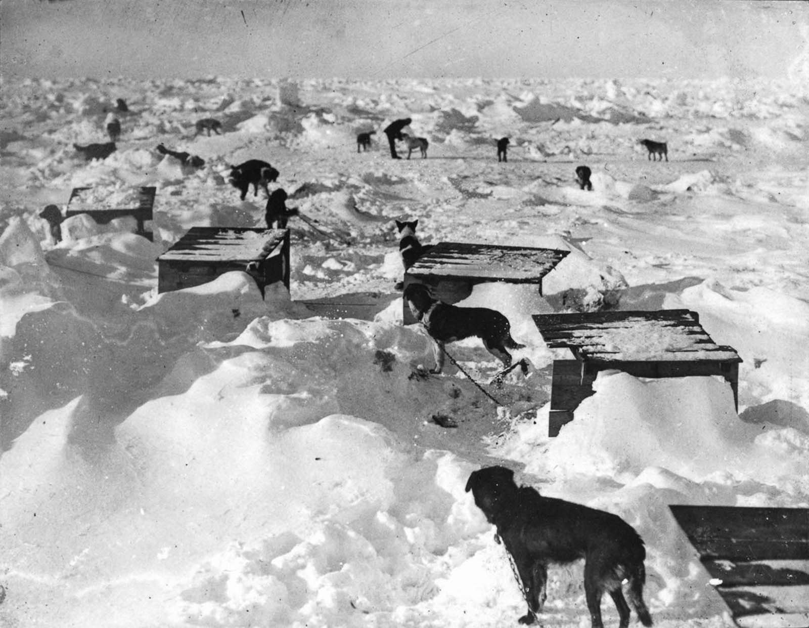 Shackleton Antarctica endurance photographs