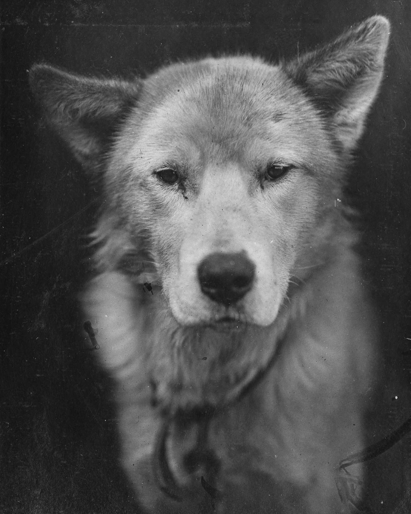 Shackleton Antarctica endurance photographs