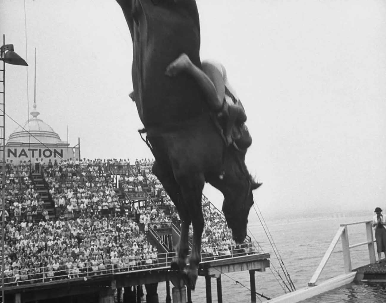 diving horse vintage photos