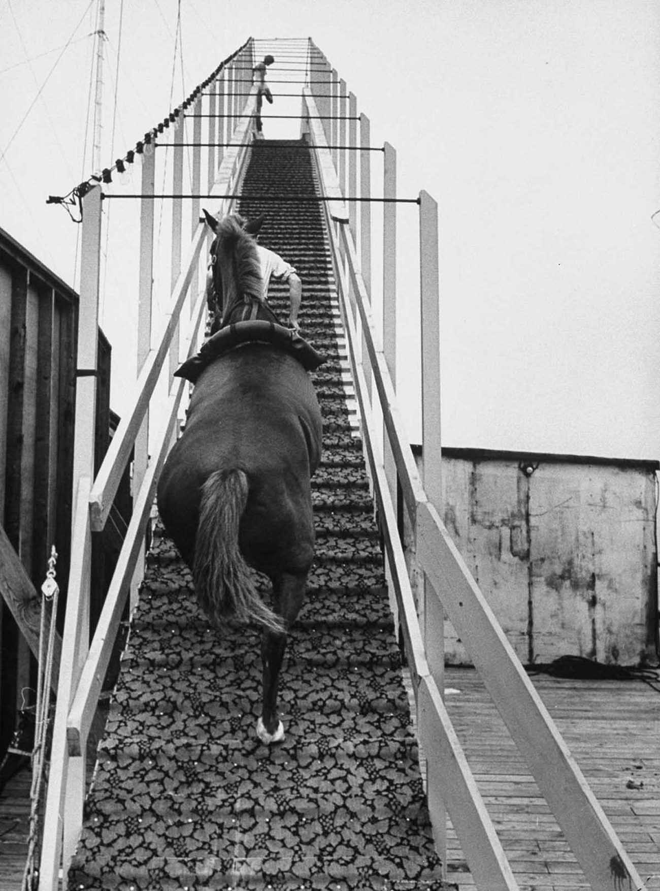 diving horse vintage photos