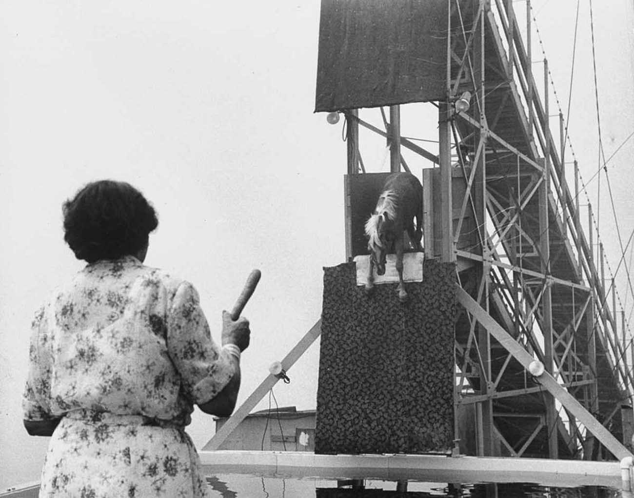 diving horse vintage photos