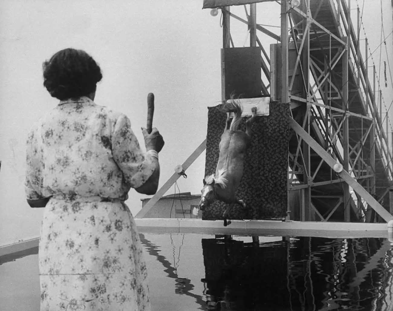 diving horse vintage photos