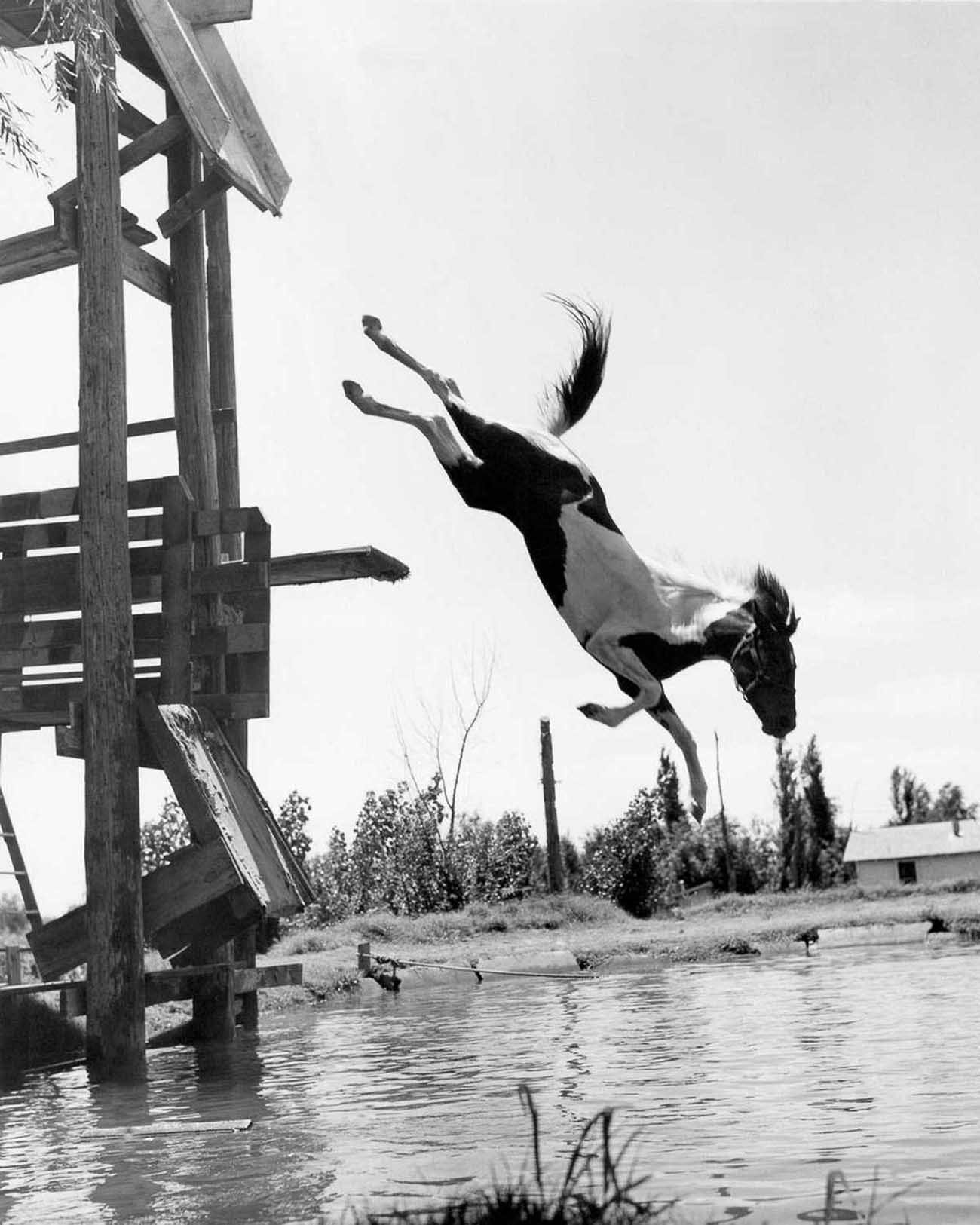 diving horse vintage photos