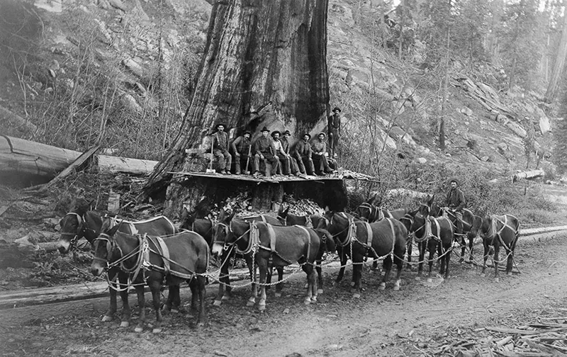 lumberjacks vintage photographs