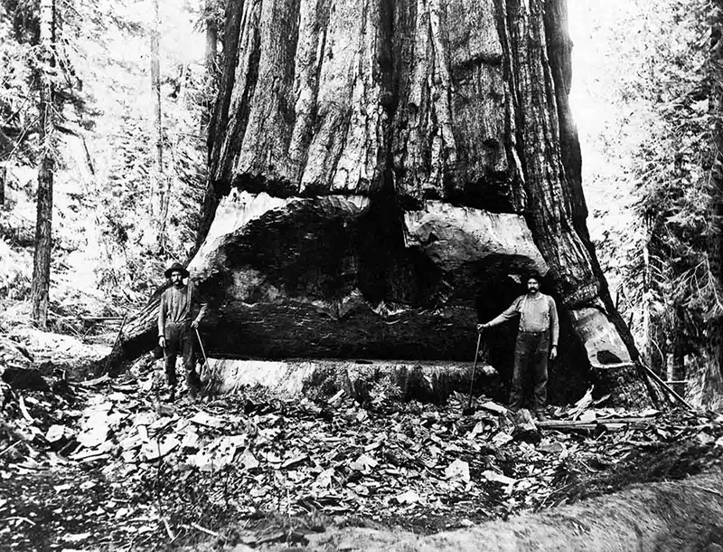 lumberjacks vintage photographs