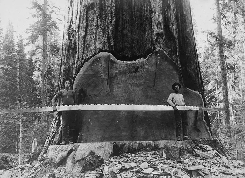 lumberjacks vintage photographs