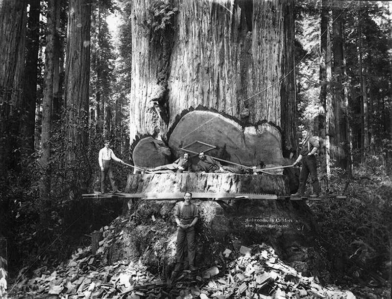 lumberjacks vintage photographs