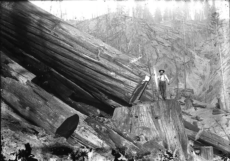lumberjacks vintage photographs