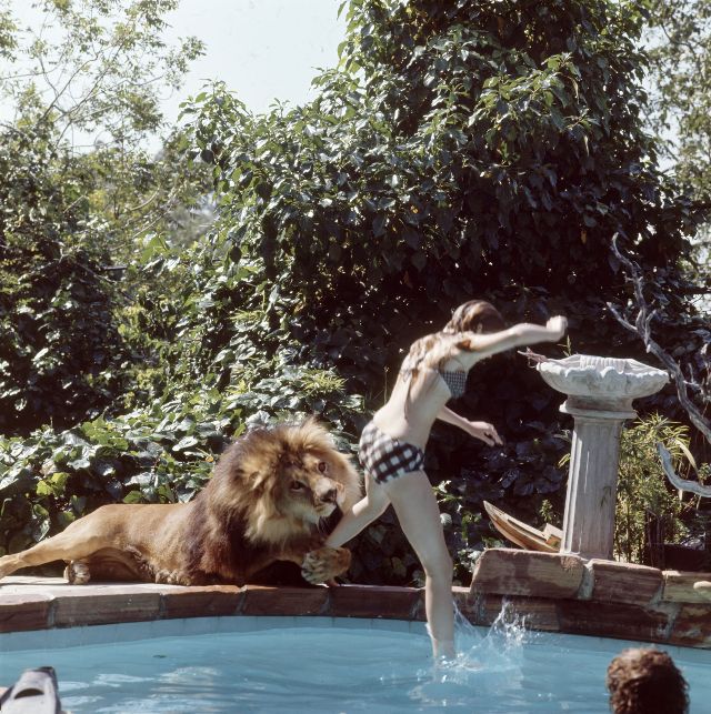 Neil the lion photos Tippi Hedren and Melanie Griffith