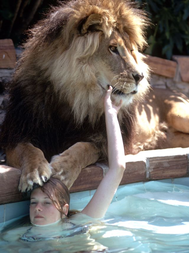 Neil the lion photos Tippi Hedren and Melanie Griffith