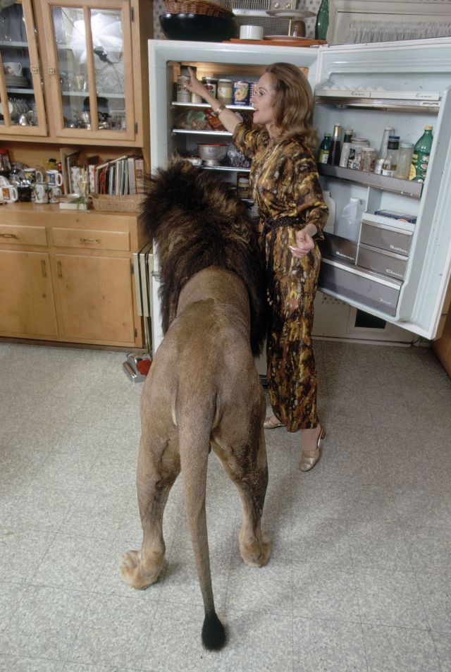 Neil the lion photos Tippi Hedren and Melanie Griffith