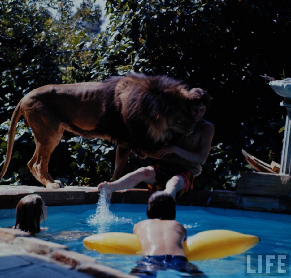 Neil the lion photos Tippi Hedren and Melanie Griffith