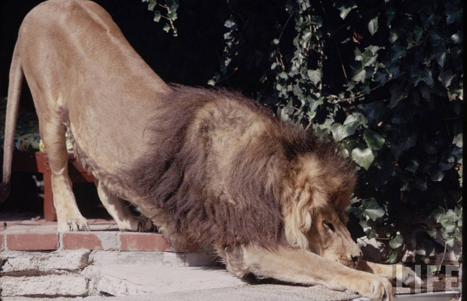 Neil the lion photos Tippi Hedren and Melanie Griffith