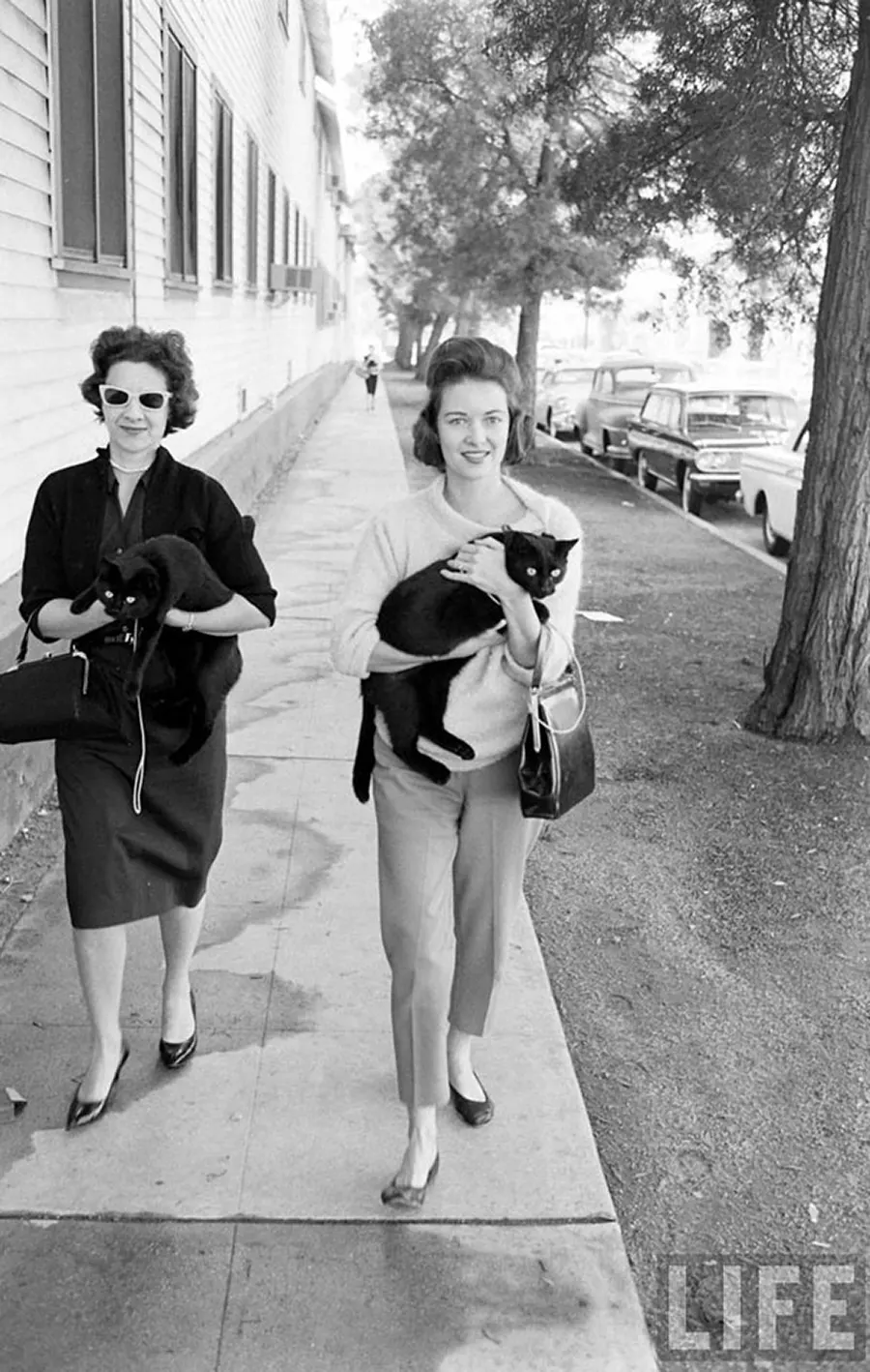 black cat audition hollywood
